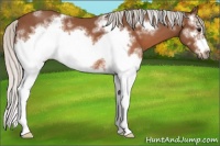 Horse Color:White Spotted Silver Brown Sabino Frame Rabicano