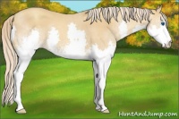 Horse Color:White Spotted Gold Champagne Splash 