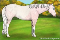 Horse Color:Cremello Ice