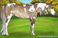 Horse Color:White Spotted Chocolate Buckskin Sabino Rabicano 