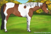 Horse Color:Bay Tobiano 