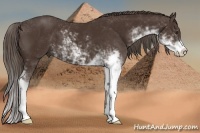 Horse Color:Liver Chestnut Sabino 