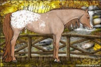 Horse Color:Red Roan Splash Appaloosa 