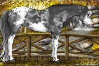 Horse Color:White Spotted Blue Roan Splash Frame Varnish