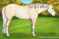 Horse Color:Silver Amber Champagne Pearl Dun Splash Frame Rabicano