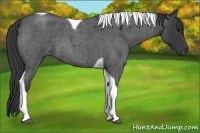 Horse Color:Blue Roan Tobiano