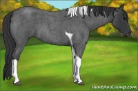 Horse Color:Blue Roan Tobiano 