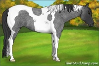 Horse Color:Blue Roan Tobiano 