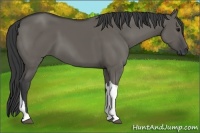 Horse Color:Grullo Tobiano