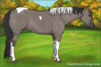 Horse Color:Grullo Tobiano