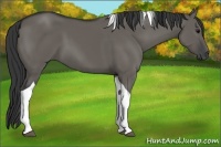 Horse Color:Grullo Tobiano