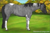 Horse Color:Blue Roan Tobiano