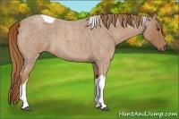 Horse Color:Red Roan Tobiano 