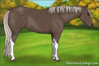 Horse Color:Silver Black Tobiano Rabicano