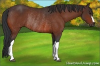 Horse Color:Bay Rabicano 