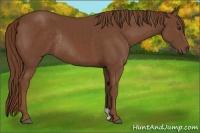 Horse Color:Chestnut Rabicano 