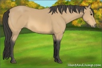 Horse Color:Buckskin 