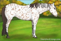 Horse Color:Bay Appaloosa 