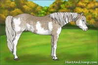 Horse Color:Silver Black Splash 