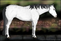 Horse Color:White Spotted Black