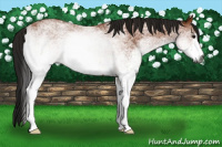 Horse Color:Gray White Spotted Bay