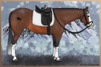 Horse Color:Bay Sabino Splash 