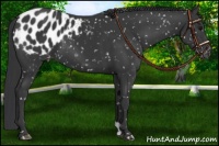 Horse Color:Black Blanket 