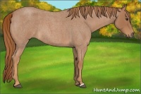 Horse Color:Red Roan 