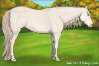 Horse Color:Perlino Sabino  and Perlino Roan Sabino 