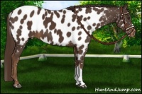 Horse Color:Liver Chestnut Near Leopard
