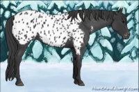 Horse Color:Blue Roan Near Leopard 