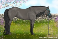 Horse Color:Grullo
