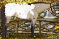 Horse Color:Brown Roan Dun Snowcap 