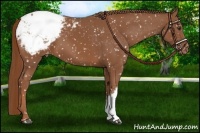 Horse Color:Chestnut Appaloosa 