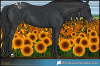Horse Color:Black Appaloosa