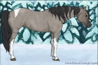 Horse Color:Grullo Roan Tobiano 