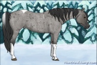 Horse Color:Grullo Roan Tobiano