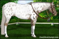 Horse Color:Chocolate Palomino Appaloosa