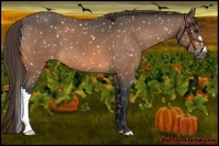 Horse Color:Buckskin Snowflake Varnish 