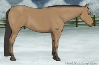 Horse Color:Buckskin 