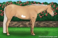 Horse Color:Silver Amber Champagne Frame 