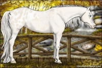 Horse Color:Cremello Appaloosa 