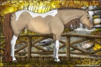 Horse Color:Buckskin Dun Tobiano Appaloosa 