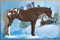 Horse Color:Liver Chestnut Appaloosa