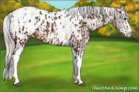 Horse Color:Bay Splash Tobiano Appaloosa  and Silver Bay Splash Tobiano Appaloosa 