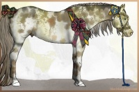 Horse Color:White Spotted Liver Red Dun 