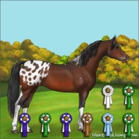 Horse Color:Bay Tobiano Blanket 