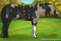 Horse Color:Silver Grullo Roan Rabicano  and Gray Black 