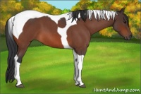 Horse Color:Bay Roan Tobiano 