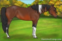 Horse Color:Bay Tobiano Rabicano